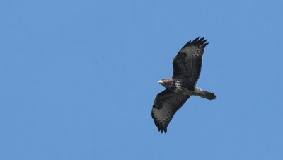 Buzzard / Ormvrk (Buteo buteo)