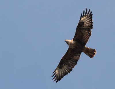 Long-legged Buzzard / rnvrk (Buteo rufinus)