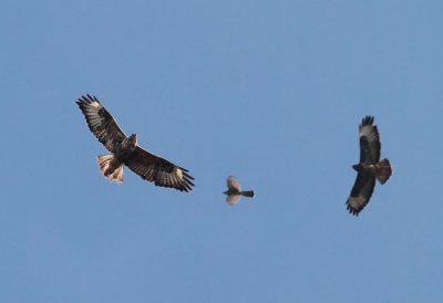 Long-legged Buzzard / rnvrk (Buteo rufinus)
