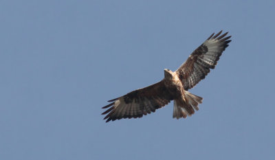 Long-legged Buzzard / rnvrk (Buteo rufinus)
