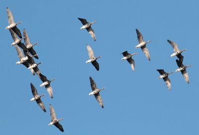 White-fronted Goose / Blsgs (Anser albifrons)