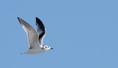 Little Gull / Dvrgms (Larus minutus)