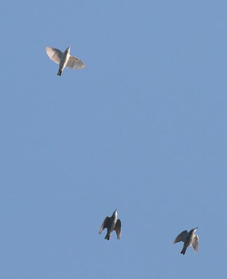 Rose-coloured Starling / Rosenstare (Sturnus roseus)