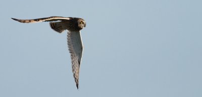 Short-eared Owl / Jorduggla (Asio flammeus)