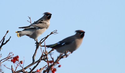 Waxwing / Sidensvans (Bombycilla garrulus)