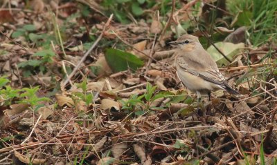 Isabelline Wheatear / Isabellastenskvtta (Oenanthe isabellina)