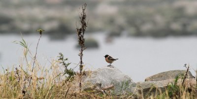 Common Stonechat / Svarthakad buskskvätta (Saxicola torquata)