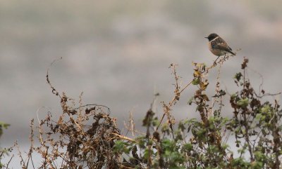 Common Stonechat / Svarthakad buskskvätta (Saxicola torquata)