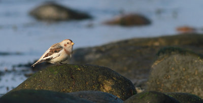 Snow Bunting / Snösparv (Plectrophenax nivalis)