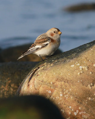 Snow Bunting / Snösparv (Plectrophenax nivalis)