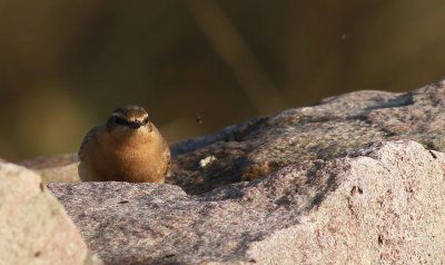 Wheatear / Stenskvätta (Oenanthe oenanthe)