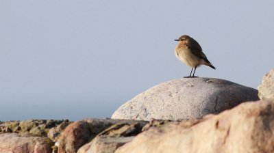 Wheatear / Stenskvätta (Oenanthe oenanthe)