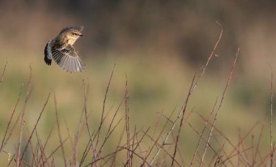 Caspian Stonechat / Kaspisk buskskvätta (Saxicola torquata variegatus)