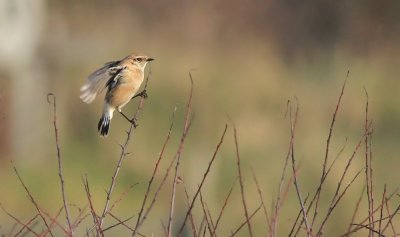 Caspian Stonechat / Kaspisk buskskvätta  (Saxicola torquata variegatus)