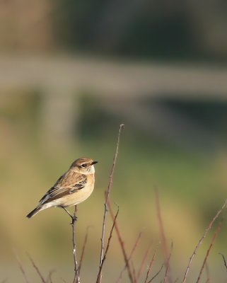 Caspian Stonechat / Kaspisk buskskvätta (Saxicola torquata variegatus)