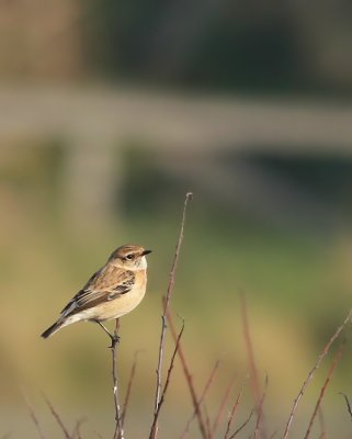 Caspian Stonechat / Kaspisk buskskvätta  (Saxicola torquata variegatus)