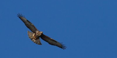 Buzzard / Ormvråk (Buteo buteo)