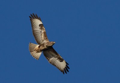 Buzzard / Ormvråk (Buteo buteo)