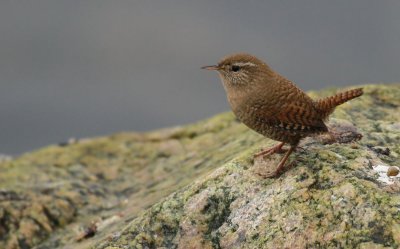 Wren / Gärdsmyg (Troglodytes troglodytes)