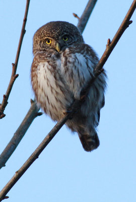 Pygmy Owl / Sparvuggla (Glaucidium passerinum)