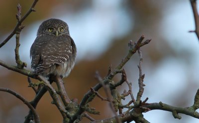Pygmy Owl / Sparvuggla (Glaucidium passerinum)