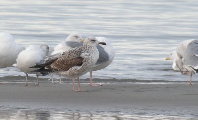 Caspian Gull / Kaspisk trut (Larus cachinnans)