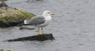 Yellow-legged Gull / Medelhavstrut (Larus michahellis)