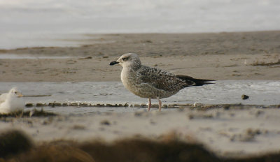 Yellow-legged Gull / Medelhavstrut (Larus michahellis)