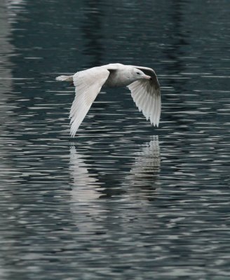 Glaucous Gull / Vittrut (Larus hyperboreus)