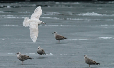 Glaucous Gull / Vittrut (Larus hyperboreus)