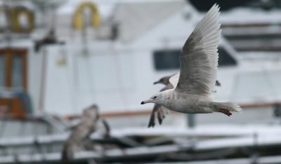 Glaucous Gull / Vittrut (Larus hyperboreus)