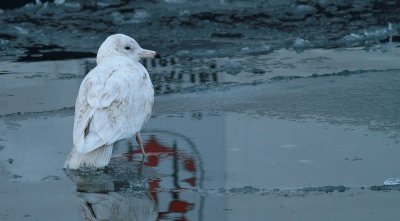 Glaucous Gull / Vittrut (Larus hyperboreus)