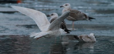 Glaucous Gull / Vittrut (Larus hyperboreus)