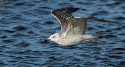 Caspian Gull / Kaspisk trut (Larus cachinnans)