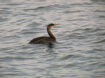 Shag / Toppskarv (Phalacrocorax aristotelis)