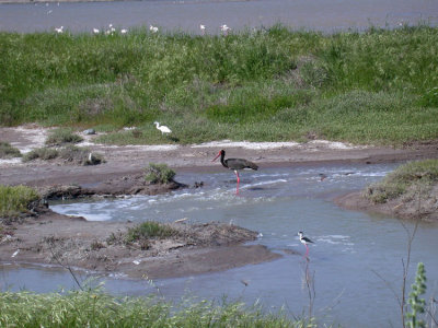 Black Stork / Svart stork (Ciconia nigra)