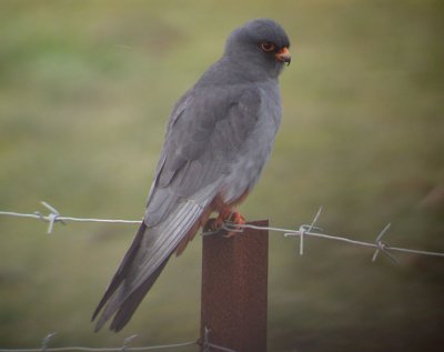 Red-footed Falcon / Aftonfalk (Falco vespertinus)