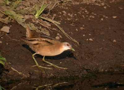 Little Crake / Mindre sumphna (Porzana parva)