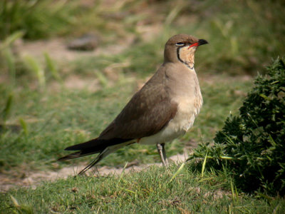 Collared Pratincole / Rödvingad vadarsvala (Glareola pratincola)