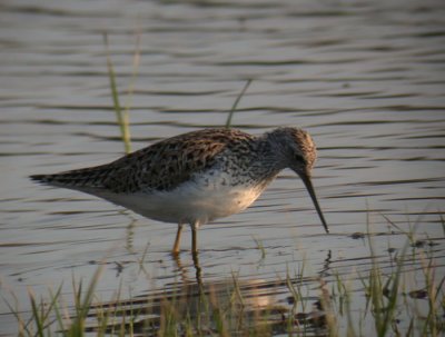 Marsh Sandpiper / Dammsnppa (Tringa stagnatilis)