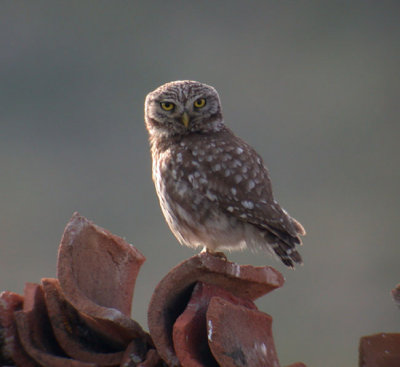 Little Owl / Minervauggla (Athene noctua)