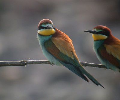 European Bee-eater / Bitare (Merops apiaster)