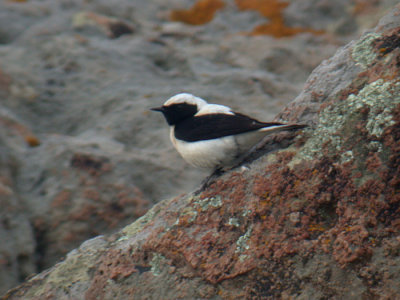 Black-eared Wheatear / Medelhavsstenskvtta (Oenanthe hispanica melanoleuca)