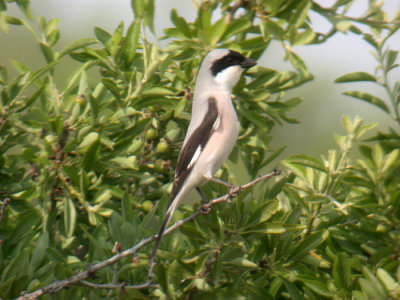 Lesser Grey Shrike / Svartpannad trnskata (Lanius minor)