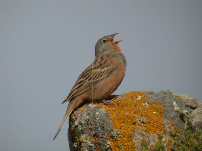 Cretzschmars Bunting / Rostsparv (Emberiza caesia)