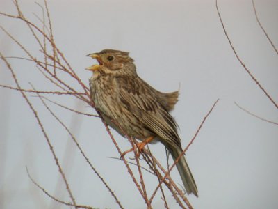 Corn Bunting / Kornsparv (Miliaria calandra)