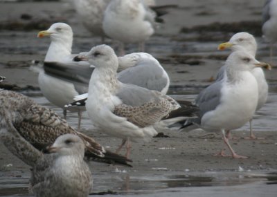 Herring Gull / Grtrut (Larus argentatus)