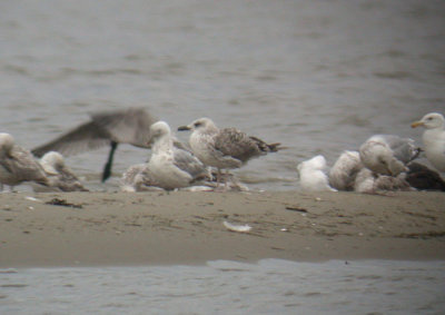 Yellow-legged Gull / Medelhavstrut (Larus michahellis)