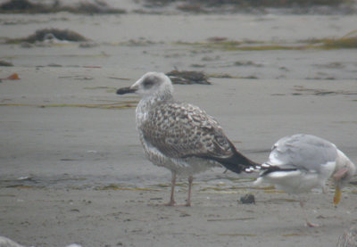 Yellow-legged Gull / Medelhavstrut (Larus michahellis)