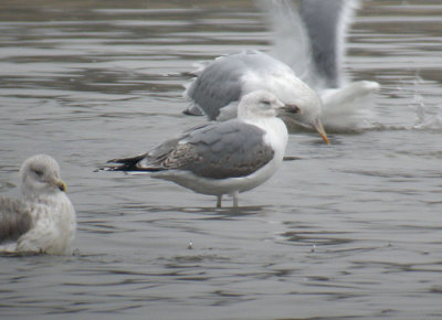 Yellow-legged Gull / Medelhavstrut (Larus michahellis)